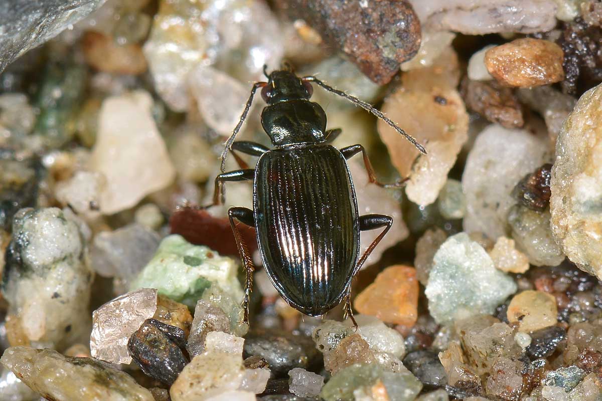 Bembidion tibiale (Ocydromus tibialis secondo faunaeur)